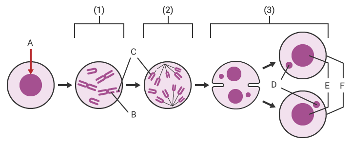 Das Prinzip der Mikrokernbildung beim Mikrokerntest