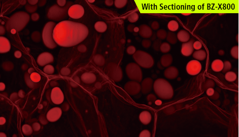 With Sectioning of BZ-X800