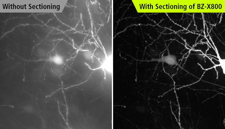 Without Sectioning / With Sectioning of BZ-X800