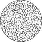 Korngrößennummer 7