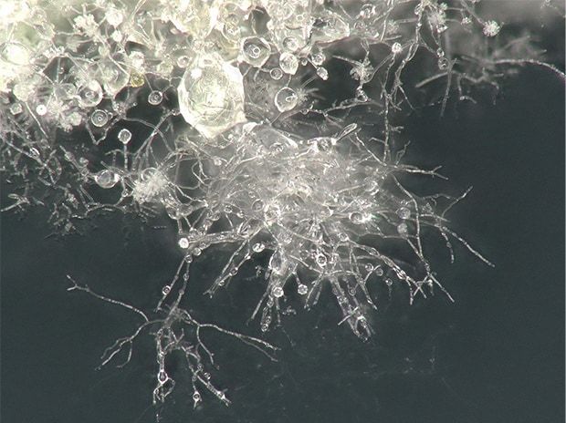 Gussform, 200x, Betrachtung mit Ringbeleuchtung