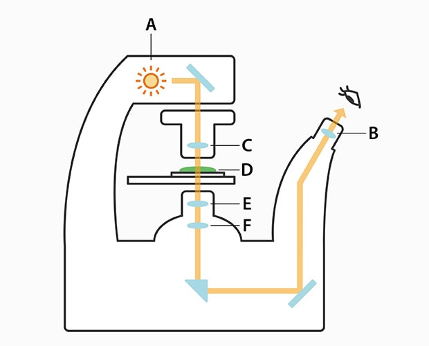 A : Lichtquelle B : Okular C : Kondensor D : Probe zur Betrachtung E : Objektiv F : Tubus-Linse