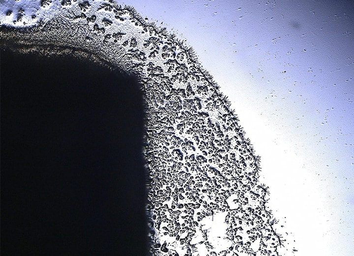 Durchlicht-Polarisationsbeleuchtung (200x)