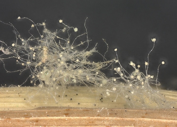 Ringbeleuchtung (100x)