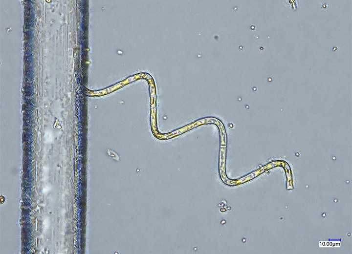 Durchlichtbeleuchtung (700x)