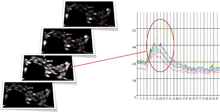 Kalzium-Bildgebung einer Myoblastzelle (CPA, Fluor8, 5-Sekunden-Intervalle, 10 Minuten)