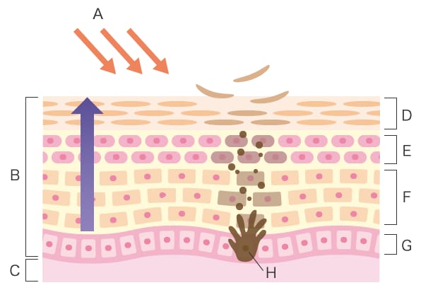 Die Schutzfunktion der Haut gegen UV-Strahlung