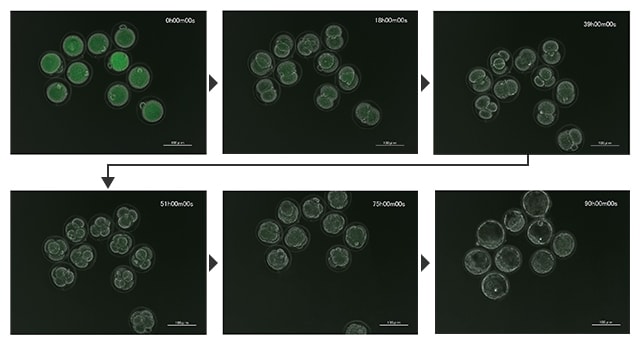 Zeitrafferaufnahmen der Entwicklung eines frühen Embryos in der Eizelle einer Maus
