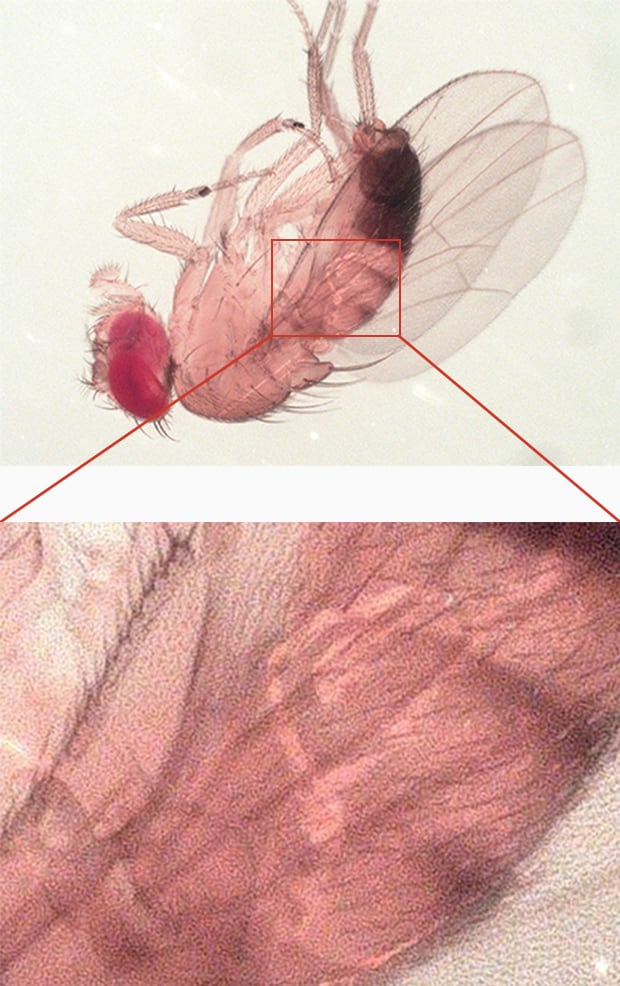 100×, Ringbeleuchtung